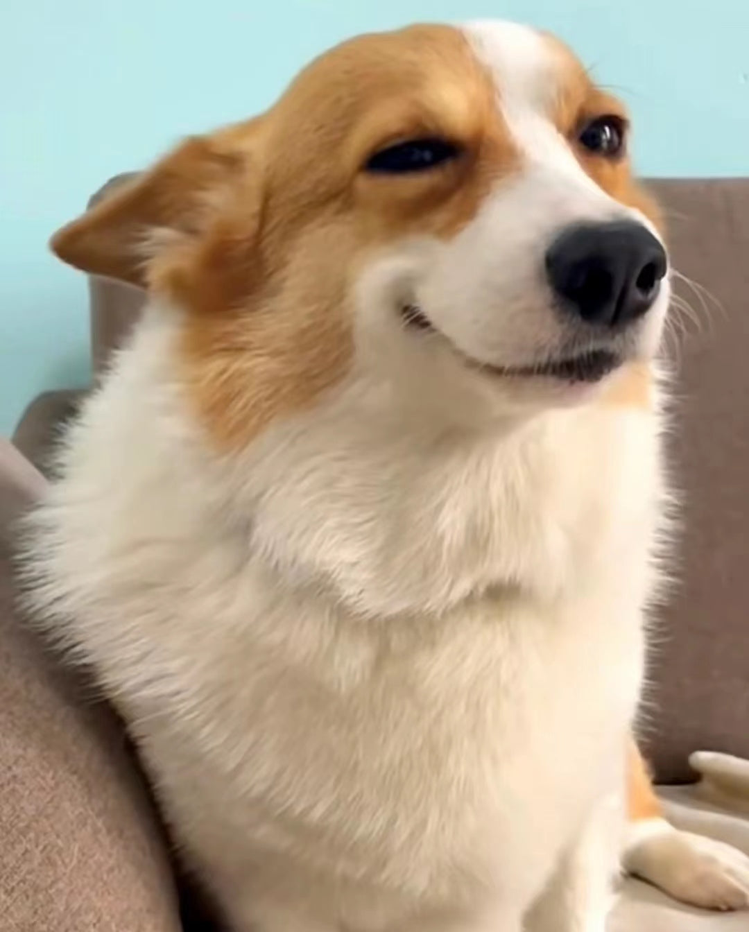 Personalized Dog Portrait Oil Painting Funny Canvas Photo Gifts