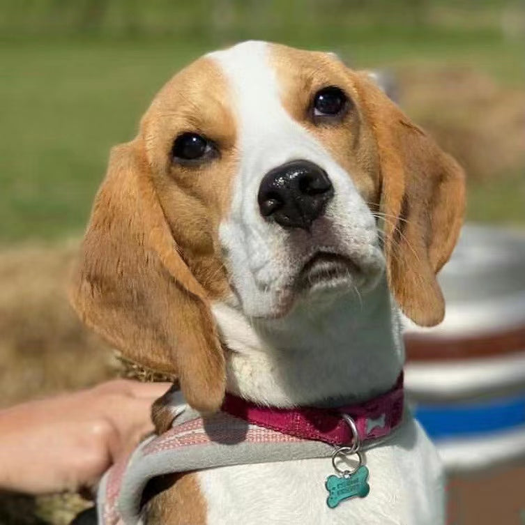 Personalized Dog Portrait Oil Painting Funny Canvas Photo Gifts