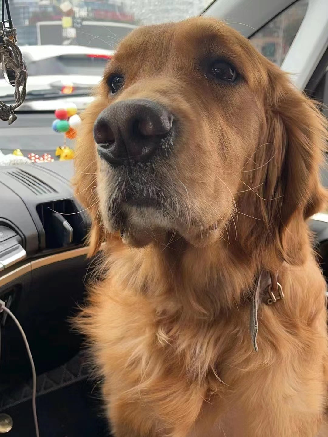 Personalized Dog Portrait Oil Painting Funny Canvas Photo Gifts